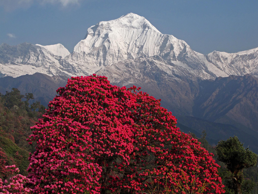  Smakprov: Dhaulagiri 8167 möh, sjunde högsta berget i världen med blommande rhodedendron. 16/3