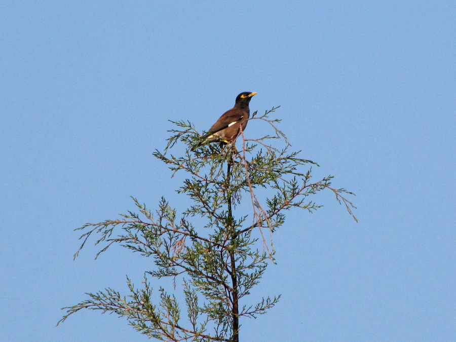 Indian myna, Acridotheres tristis, en vanlig fågel i Indien och Nepal. Vi såg en hel del fåglar första vandringsdagen. 13/3