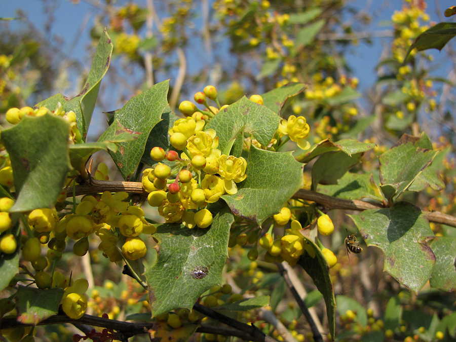Mahonia nepalensis ser vi flera gånger under vandringen. 13/3