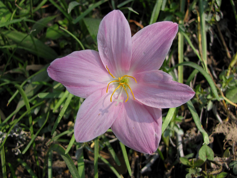  En amaryllis-släkting Zephyranthes carinata växte i en stigslutttning. 13/3 