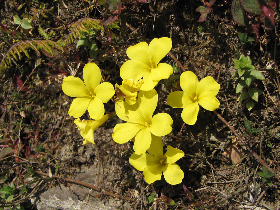 En buskartad lin-släkting Reinwardtia indica var vanlig i odlingszonen. 13/3