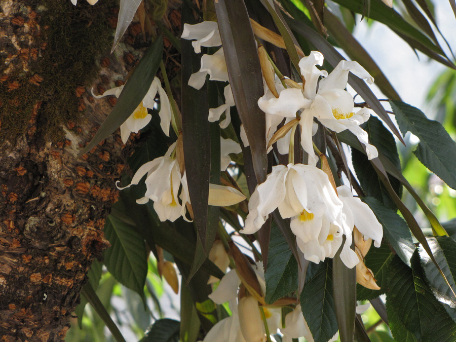 Äntligen min första orkidé, de flesta såg igår men då var jag otroligt nog i täten och missade dem. Coelogyne cristata, snödrottningorkidé. 15/3