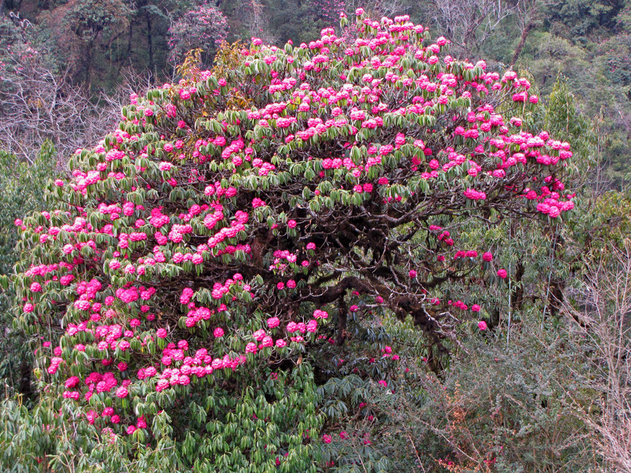 Vi lämnar odlingslandskapet och byarna för att komma in i rhododendronskogarna. Maffigt, Rhododendron arboreum i olika röd-rosa varianter. 15/3