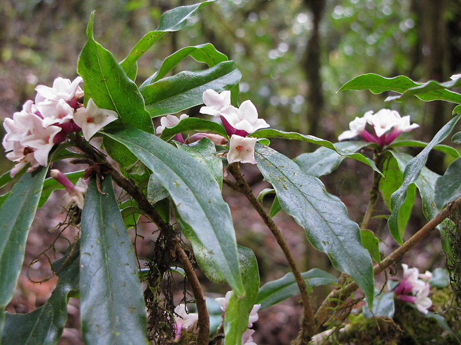  Daphne (tibast) fanns i två sorter, en mycket välluktande blomma på bar kvist, D bholua var glacialis och så denna med gröna blad året runt, ev D papyracea vars bark man gör papper av eller D. bholua annan varitet. 15/3 