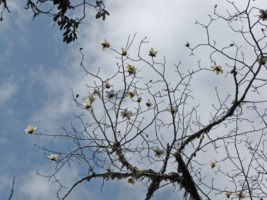 Vi ser också en och annan magnolia blomma högt upp, M. campbellii. 15/3