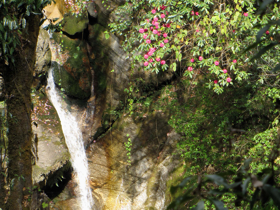  Det bär uppför, en ravin med vattenfall och rhododendron. 15/3 