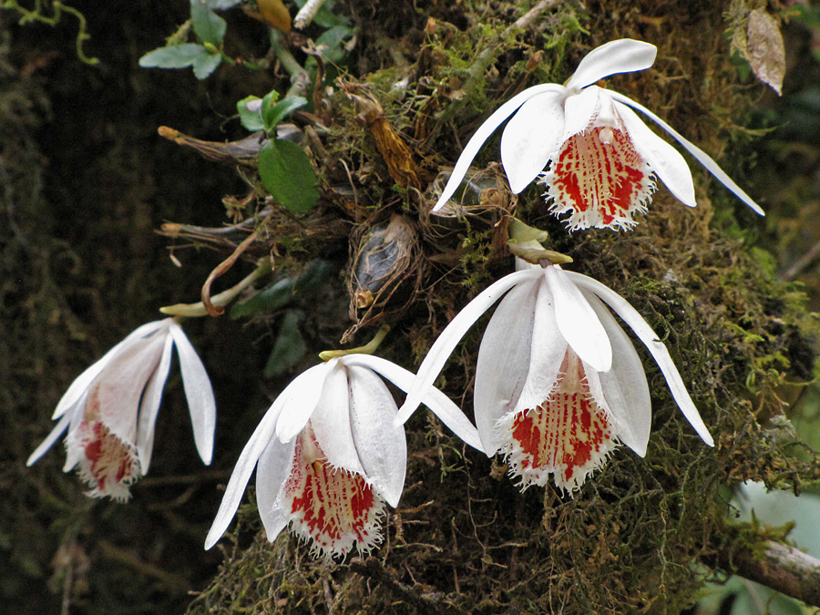 Vanlig orkidé på trädstammarna här uppe, Pleione humilis lär växa mellan 1100 och 3500 möh, men vi såg den mest över 2000 m. 15/3