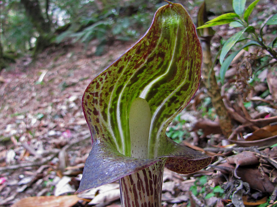 Kobrakalla, Arisaema nepenthoides, var ett annat fynd som dock inte lyste i klara färger men var häftig. 15/3