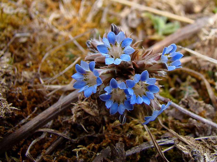 Gentiana capitata tror jag, små vackra blå ögon som sågs lite varstans. 16/3