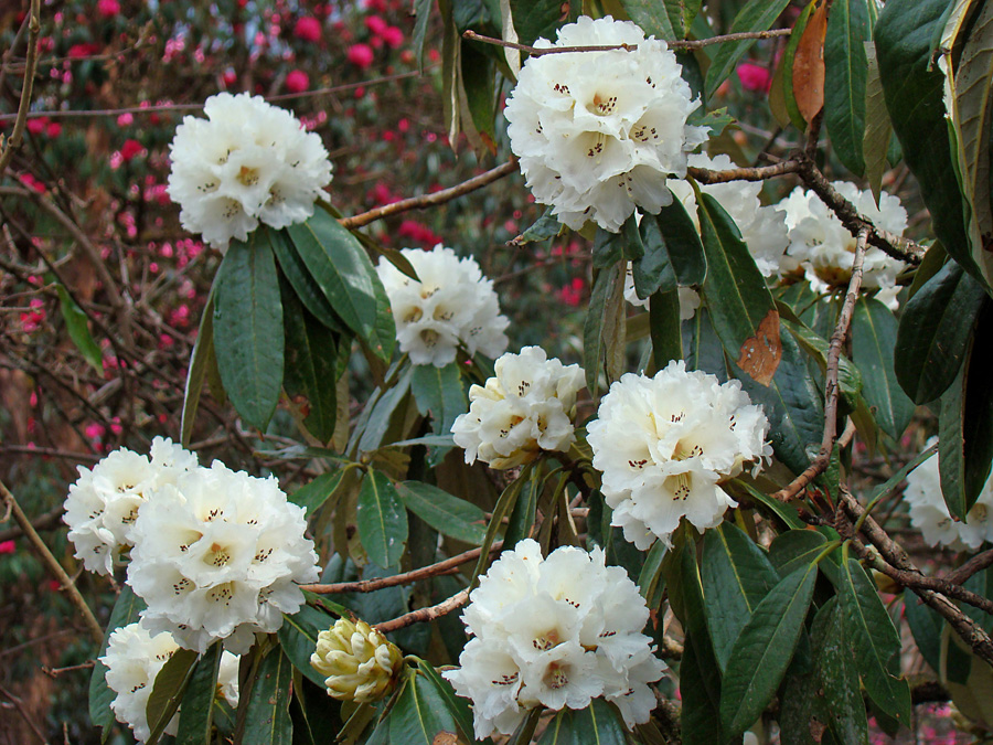 Det fanns även vita rhodedendron men av samma art, andra arter blommar nog senare. 16/3