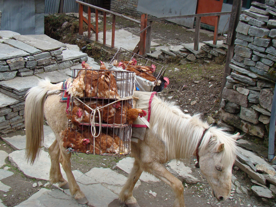 En lastkaravan passerar Ghorepani. 16/3