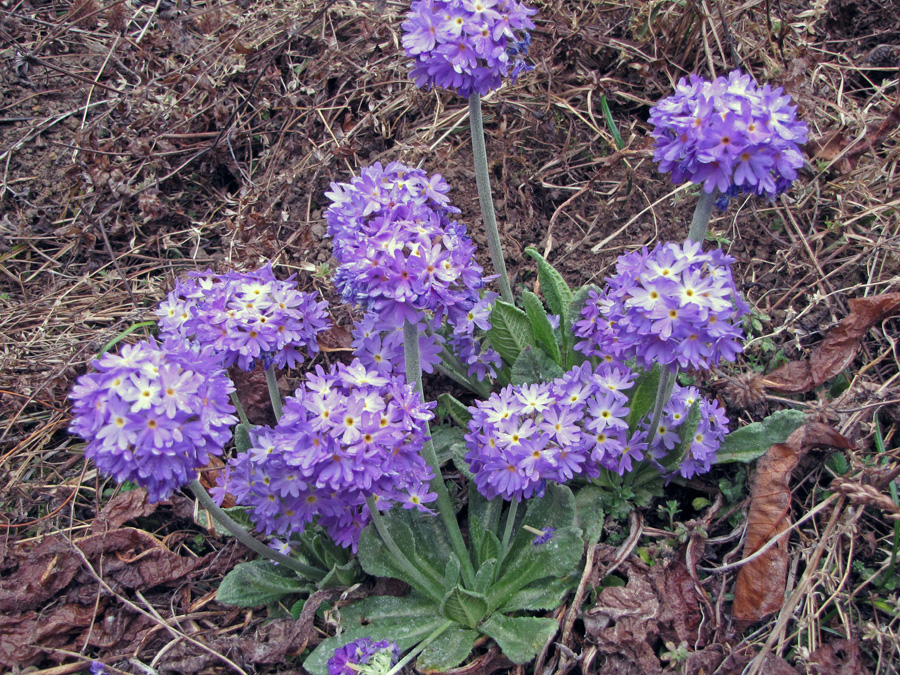 Primula såg vi ofta, flera arter, trol P. denticulata. 16/3