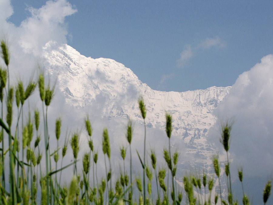 Växande säd med Himalayabergen i fokus. 18/3
