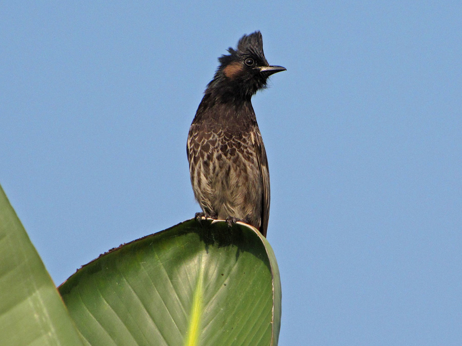 Tillbaka i Pokhara lyckas jag fånga red-vented bulbul, Pycnonotus cafer, en vanlig fågel här. 21/3