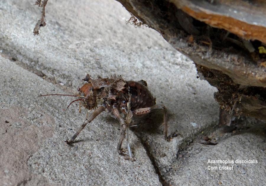 corn cricket