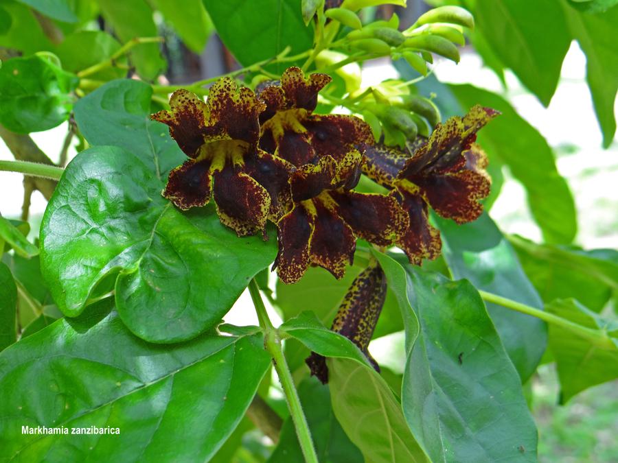 Markhamia zanzibarica