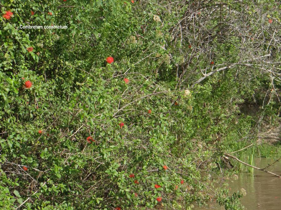 White-fronted Bee-eater