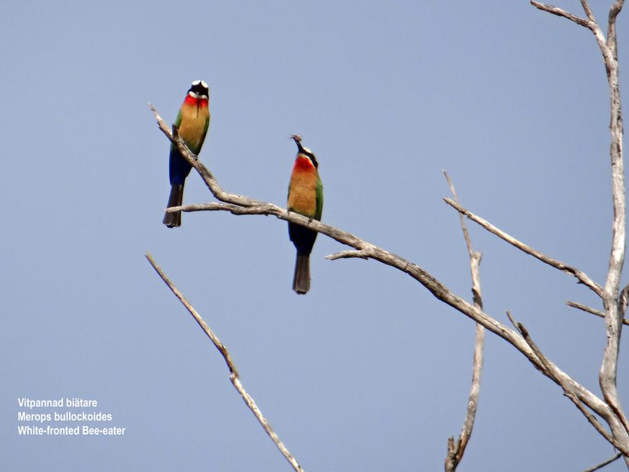 White-fronted Bee-eater