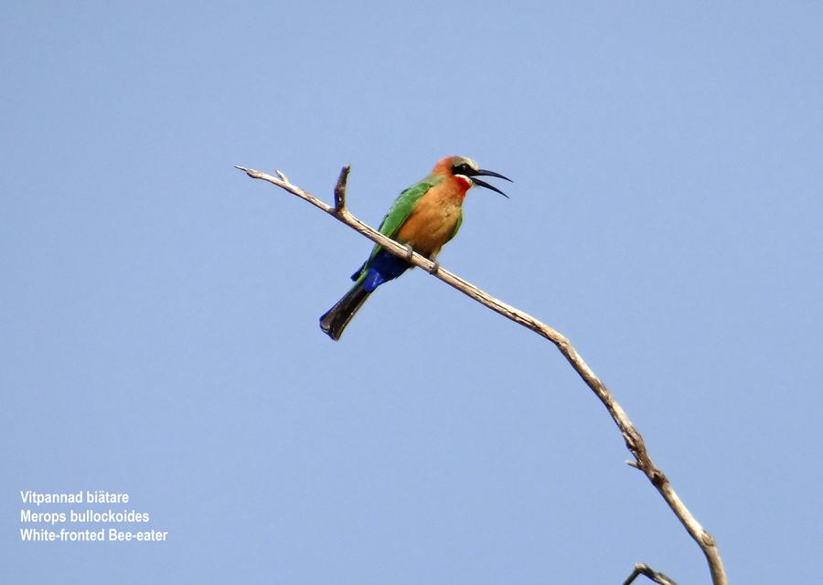 White-fronted Bee-eater