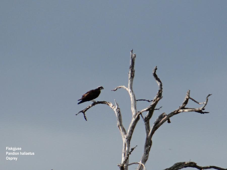 White-fronted Bee-eater