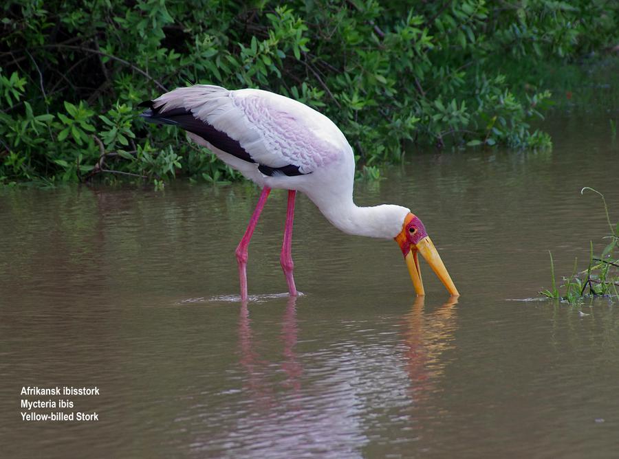 Yellow-billed Stork