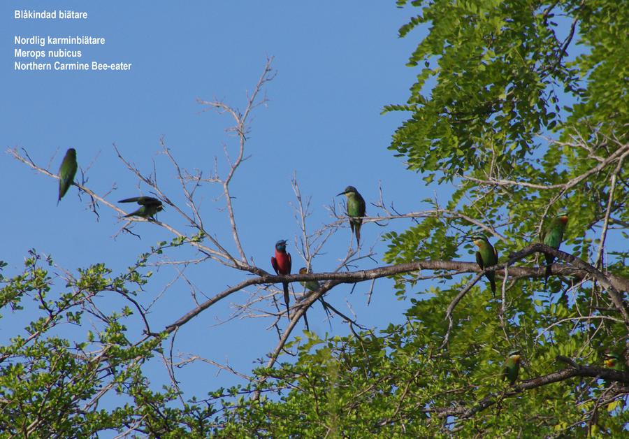 Blue-cheeked Bee-eater