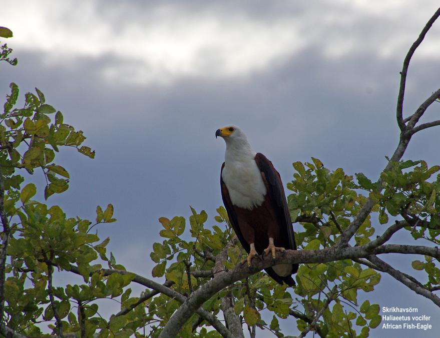 African Fish-Eagle