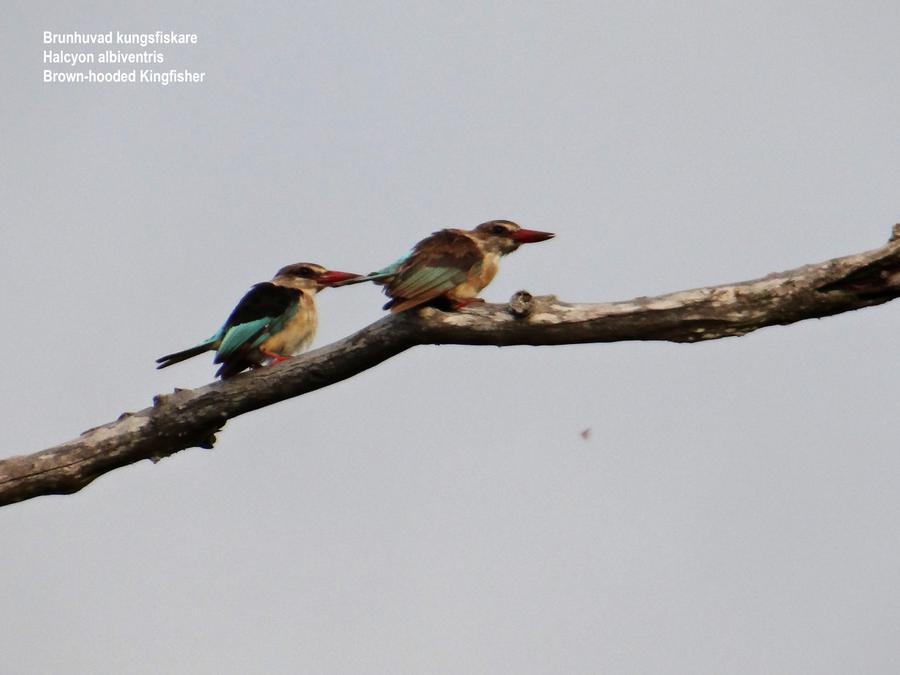 Brown-hooded Kingfisher