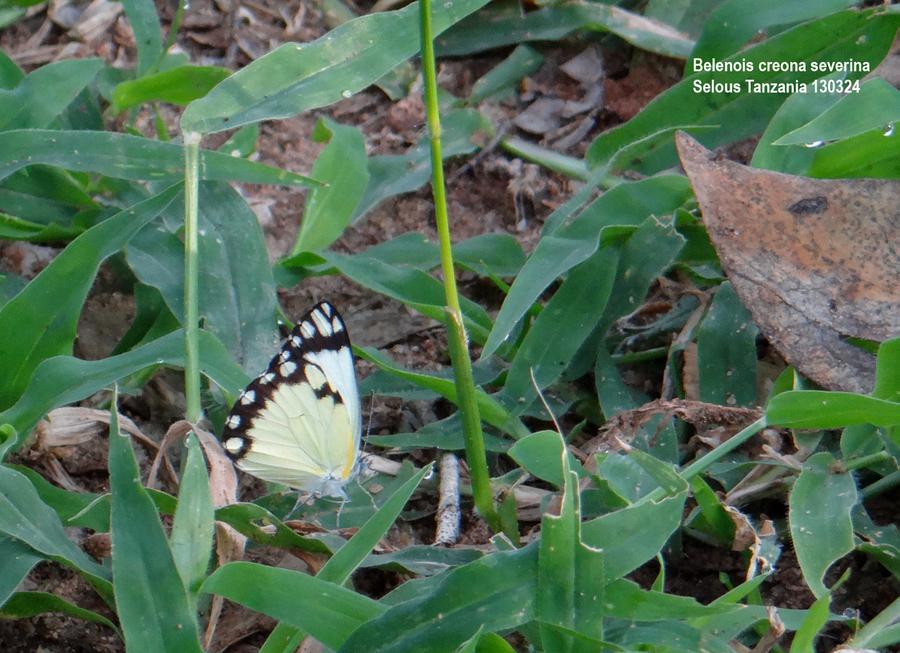 Belenois creona severina