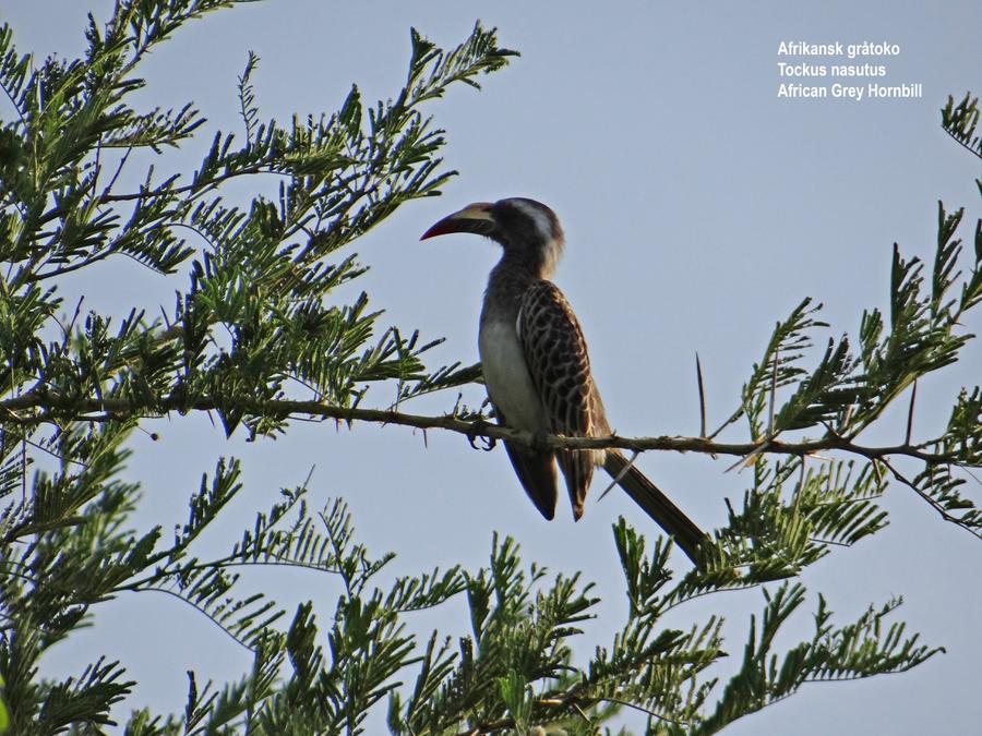 African Grey Hornbill