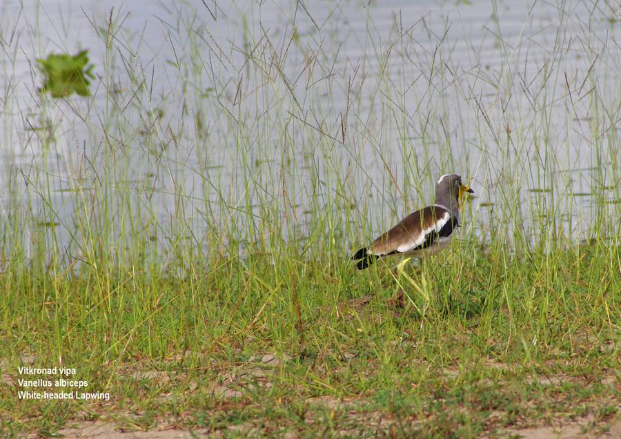 White-headed Lapwing