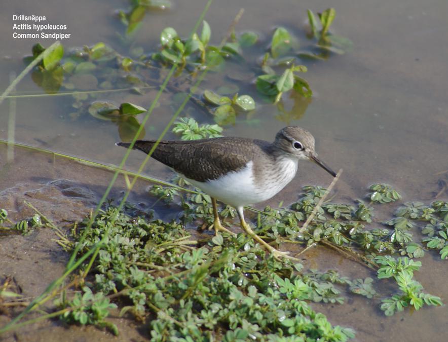 Common Sandpiper