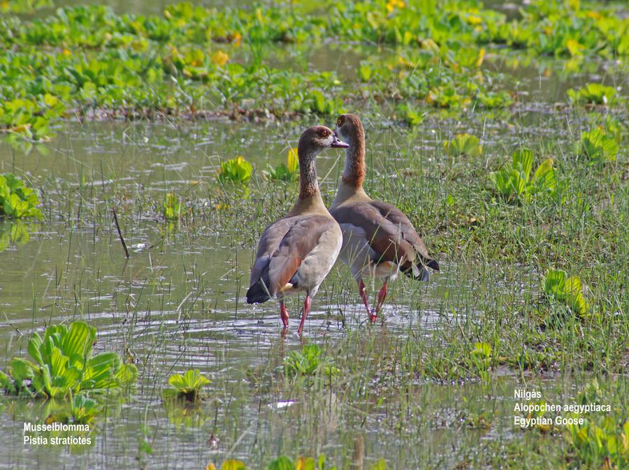 Egyptian Goose