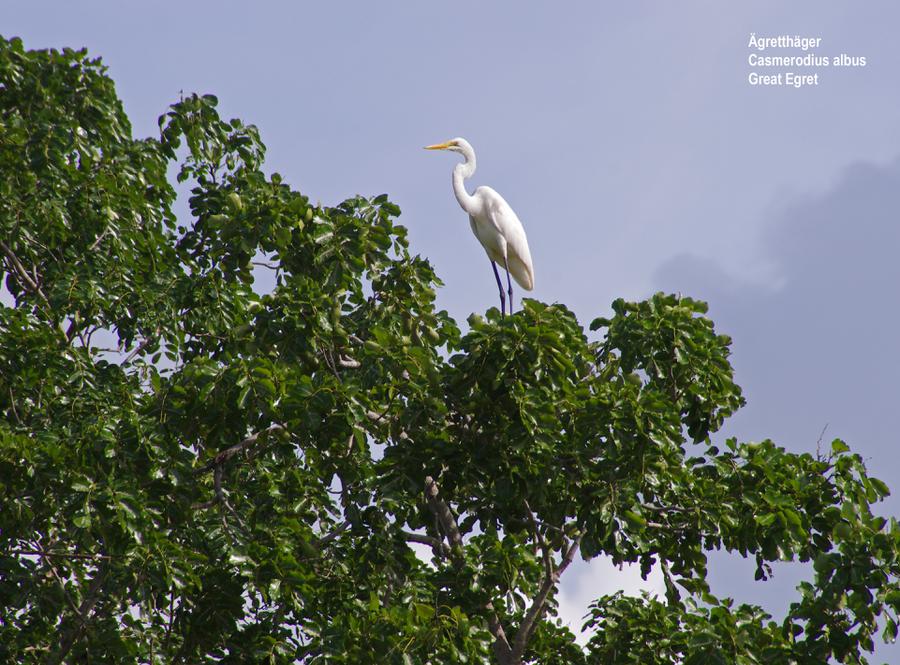 Great Egret