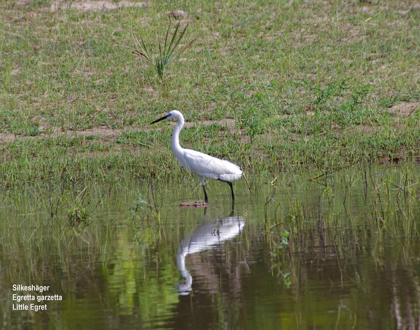 Little Egret