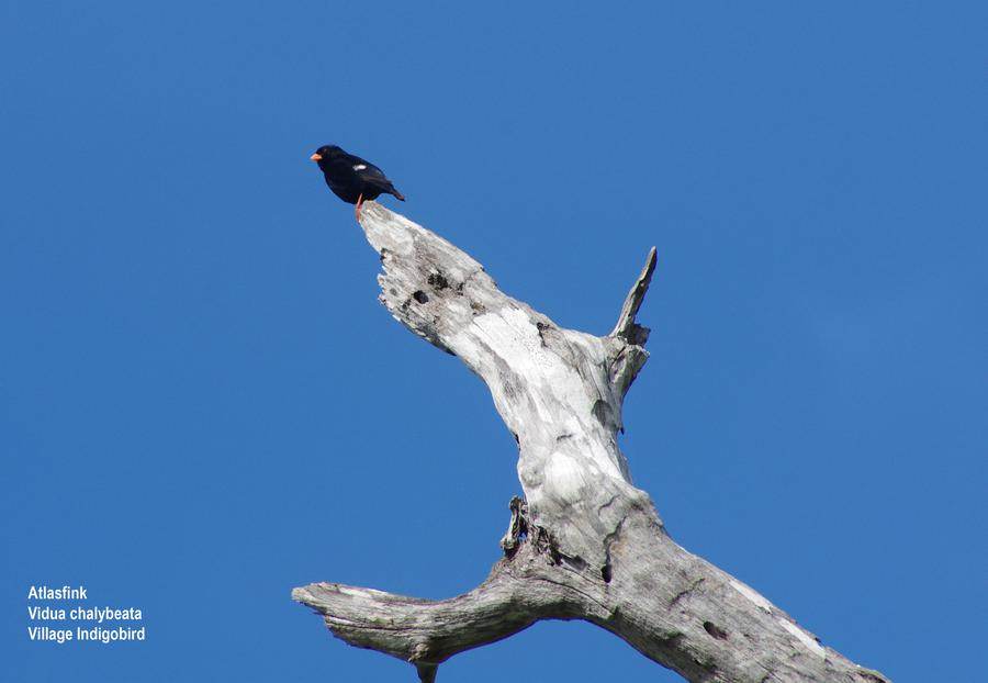 Village Indigobird