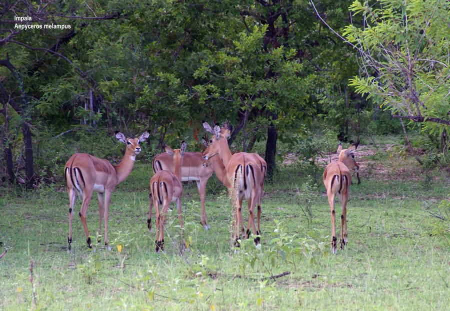 Impala