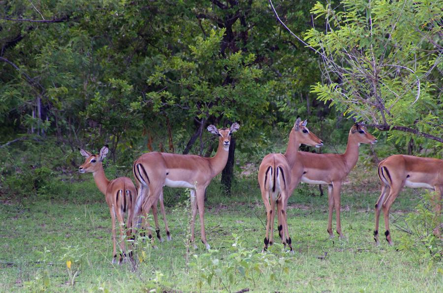 Impala