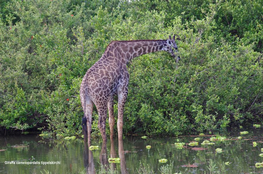 Giraffa camelopardalis ssp. tippelskirchi