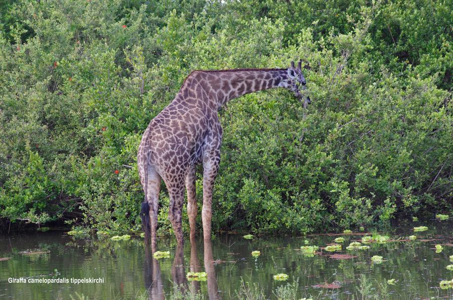 Giraffa camelopardalis ssp.  tippelskirchi