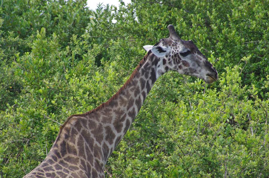 Giraffa camelopardalis ssp. tippelskirchi