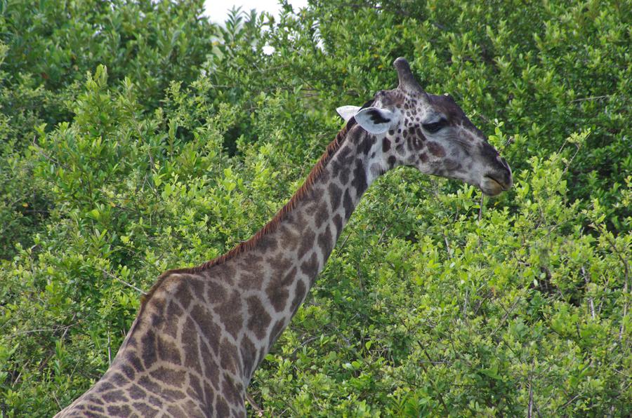 Giraffa camelopardalis ssp.  tippelskirchi