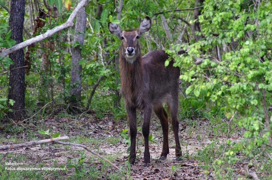 vattenbock