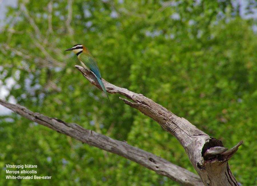 White-throated Bee-eater