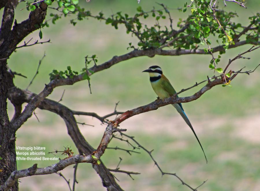 White-throated Bee-eater