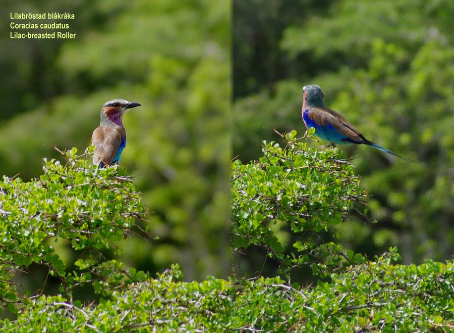 Lilac-breasted Roller