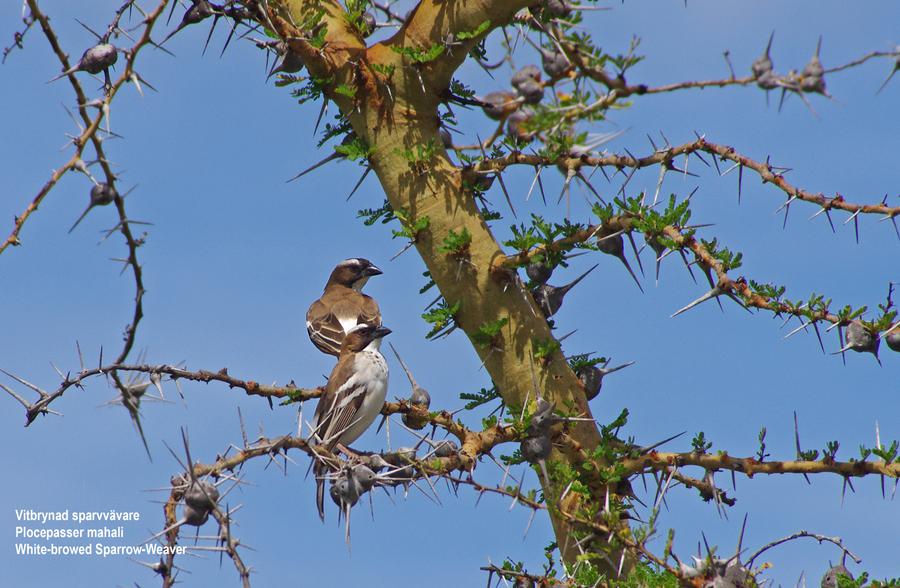 White-browed Sparrow-Weaver