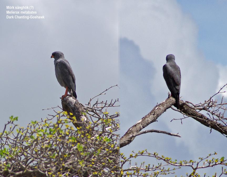 Dark Chanting-Goshawk