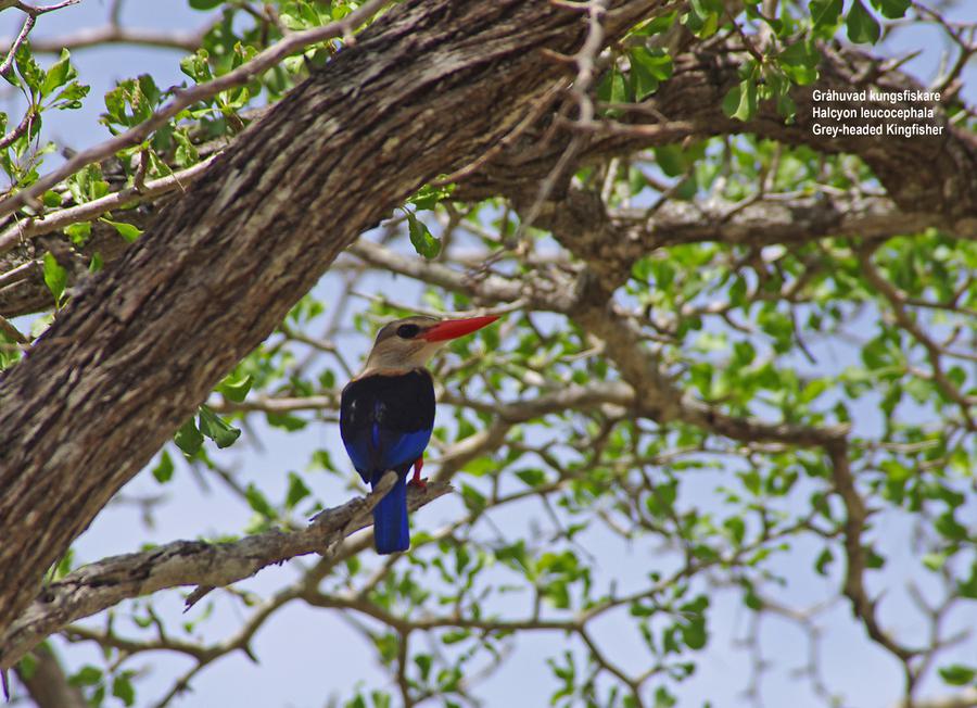 Grey-headed Kingfisher