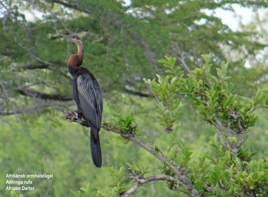 African Darter